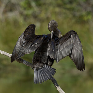 @fmbdx@piaille.fr 2026, Réserve ornithologique du Teich, Gironde
