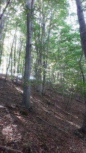 Blog été 2026, For&ecirc;t