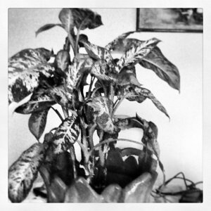 Insta, 001