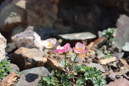 Petit et Grand Taillefer, IMG_2643