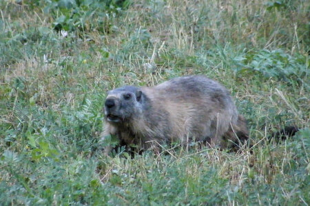Blog été 2026, Mythique marmotte