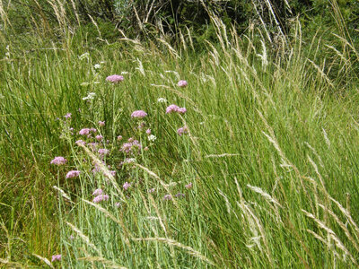 Prapic 2026, fleurs