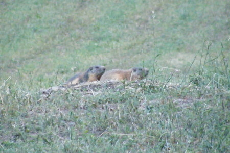 Prapic 2026, Les deux marmottes