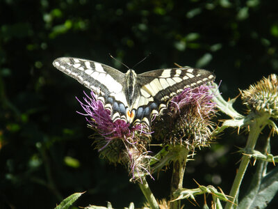 Prapic 2026, Machaon-1