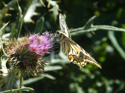 Prapic 2026, Machaon-2