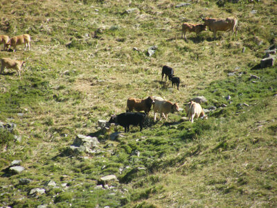 Prapic 2026, quelques vaches