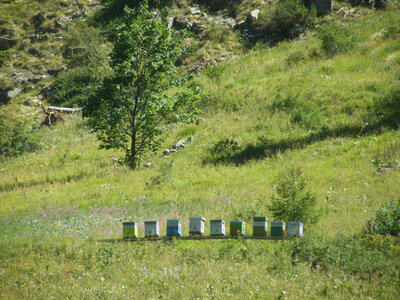 Prapic 2026, ruches