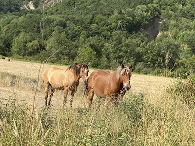 Torrent de Clapouse, IMG_4460