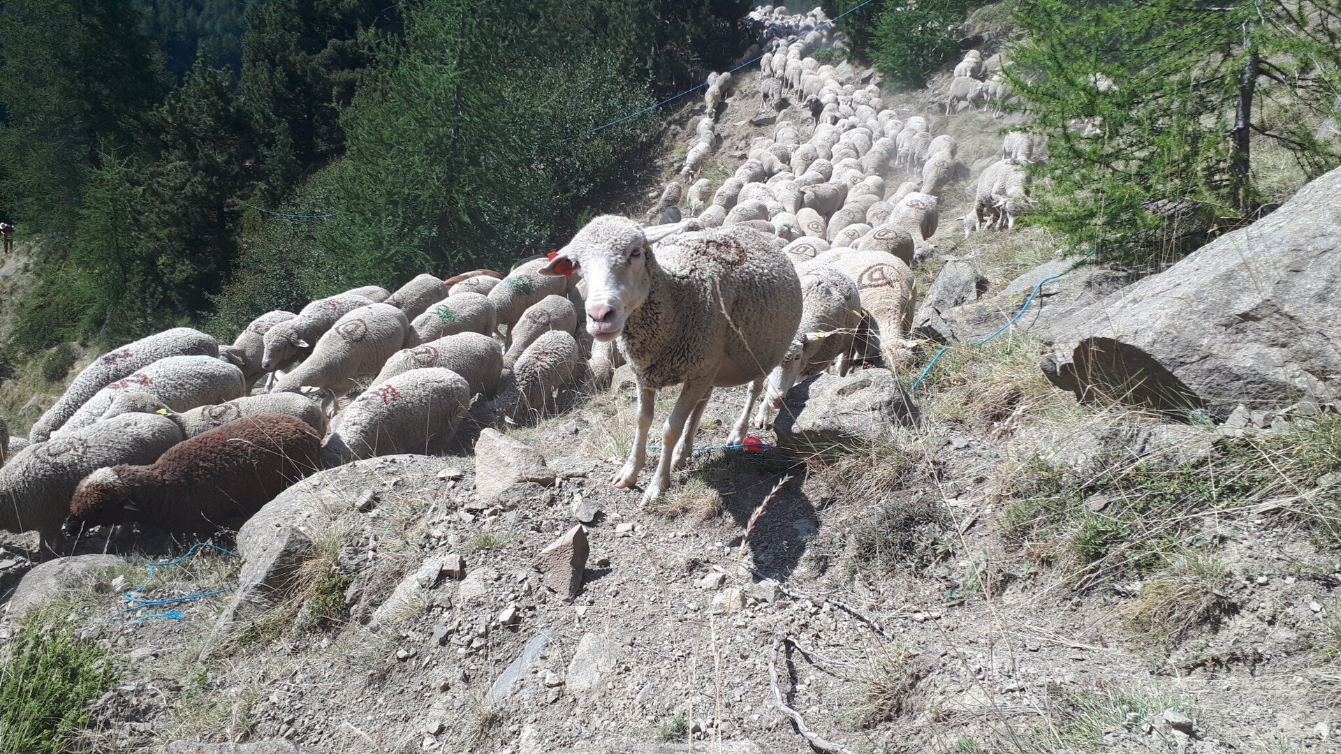 montée des brebis vers l'alpage