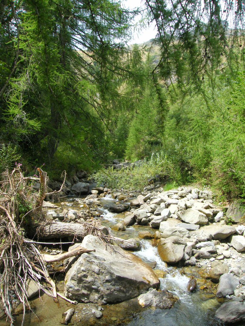 le torrent