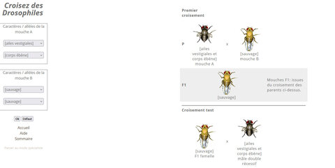 Images Atlas SVT, Drososimul
