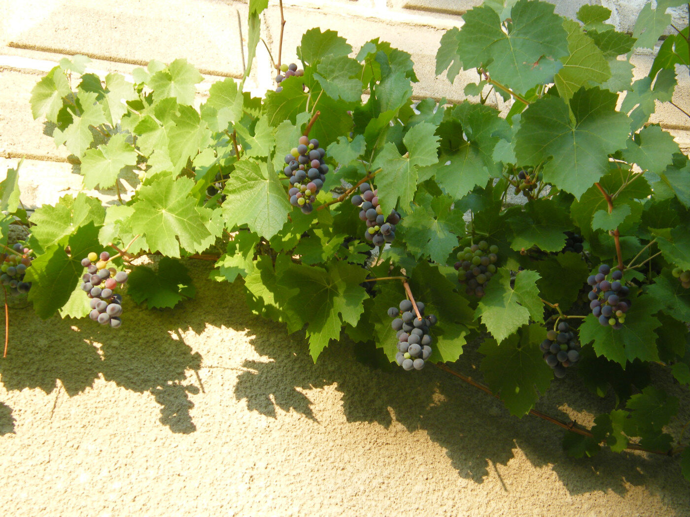 Le raisin qui mûrit