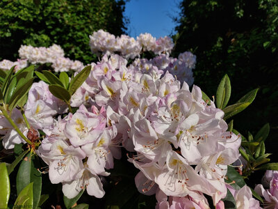 Blogz, Cascade de fleurs de rhododendrons (Tamarin)