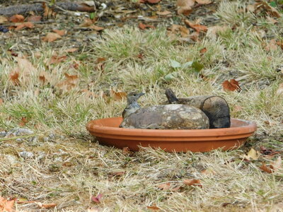 Oiseaux , Ma piscine à oiseaux