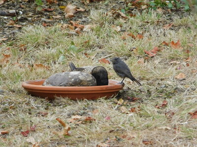 Oiseaux , DSCN3653