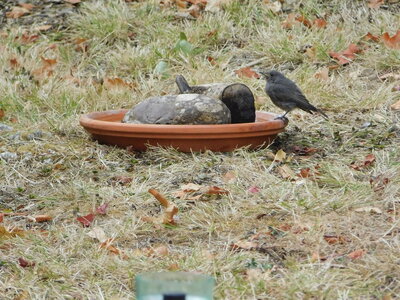 Oiseaux , DSCN3654