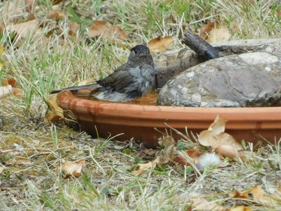 Oiseaux , DSCN3660