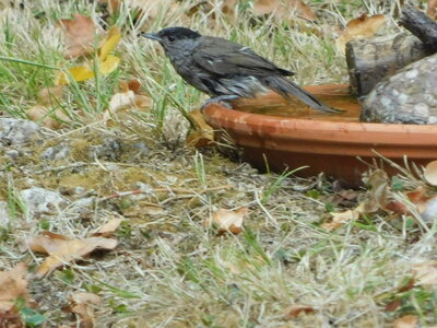Oiseaux , DSCN3663
