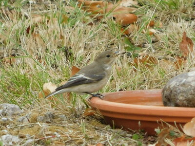 Oiseaux , DSCN3668