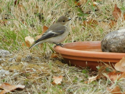 Oiseaux , DSCN3669