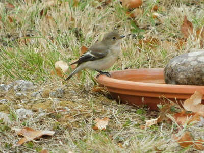 Oiseaux , DSCN3670