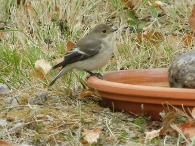 Oiseaux , DSCN3671