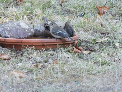 Oiseaux , DSCN3684