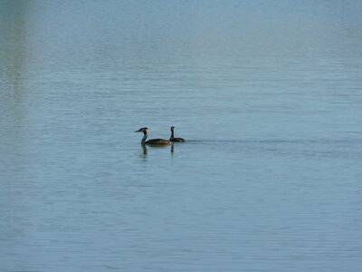 Oiseaux , Lac de Balerme
