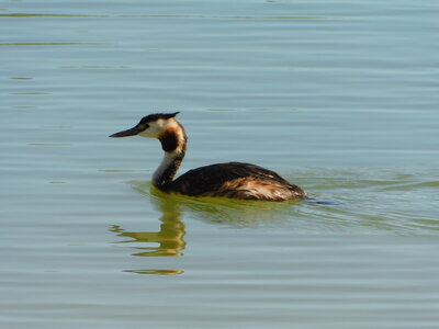 Oiseaux , DSCN3692
