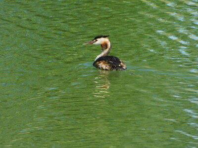 Oiseaux , DSCN3694