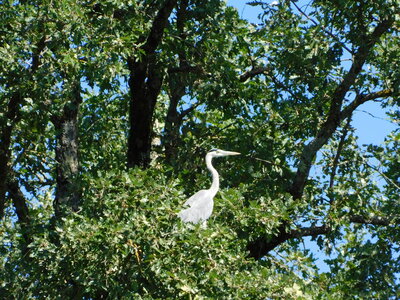 Oiseaux , DSCN3696