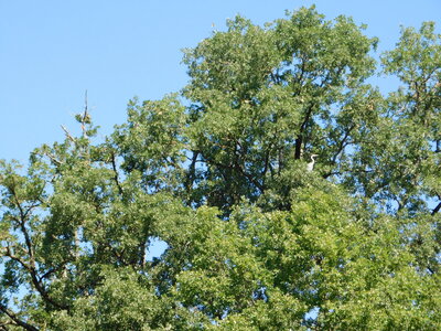 Oiseaux , DSCN3699