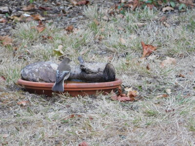 Oiseaux , DSCN3717