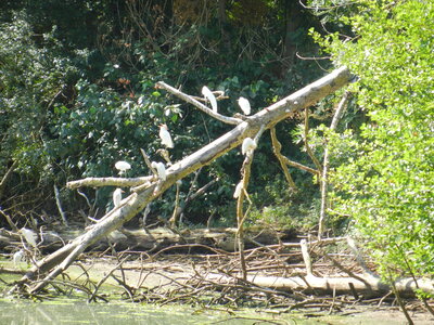 Oiseaux , Domaine des oiseaux - Mazères