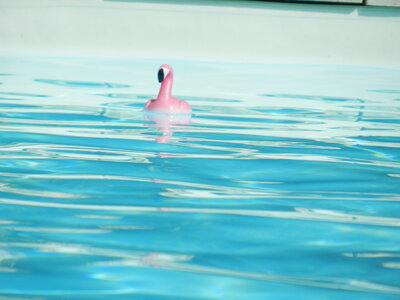 Oiseaux , Piscine de la voisine - Campagne-sur-Arize