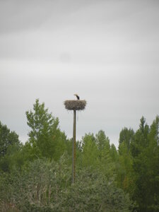 Oiseaux , DSCN3568
