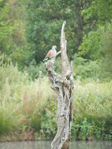 Oiseaux , DSCN3574