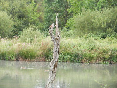 Oiseaux , DSCN3578