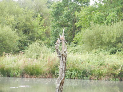Oiseaux , DSCN3580