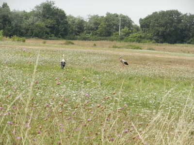 Oiseaux , DSCN3587