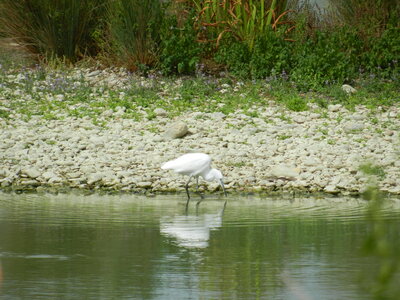 Oiseaux , DSCN3613
