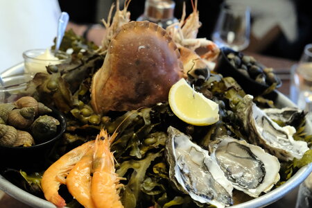 Roscoff_Sept_2026, DSCF9175