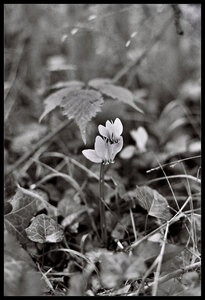 Noir et blanc, P002_IHP400_30_PT_encadr&eacute;e