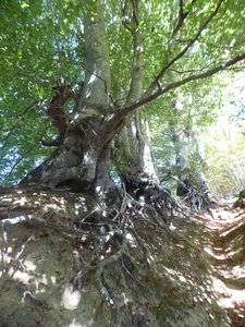 26 09 14 au 18 Randonnée vallée d'Aspe, P1110973