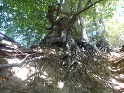 26 09 14 au 18 Randonnée vallée d'Aspe, P1110974