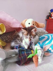 Settimana 28 settembre - 3 ottobre , Kuki a casa con i suoi giochi