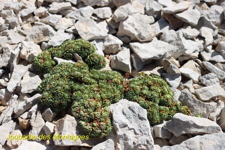 Le Grand Ferrand, IMG_3076