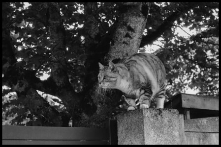 Noir et blanc, P004_FOMA200_04_PT_small