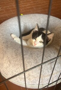 5-11 ottobre, gattini ospedale