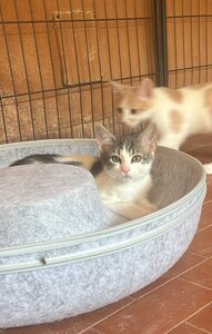 5-11 ottobre, gattini ospedale1